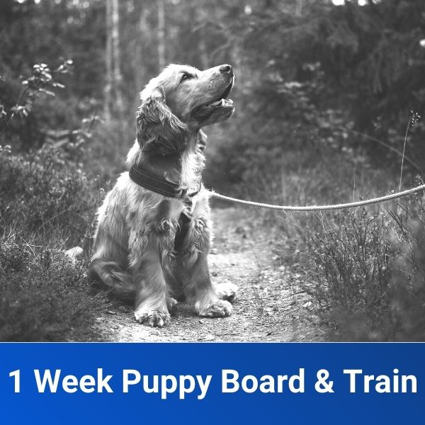 1Week Puppy Board and Train Package Off Leash K9 Training of