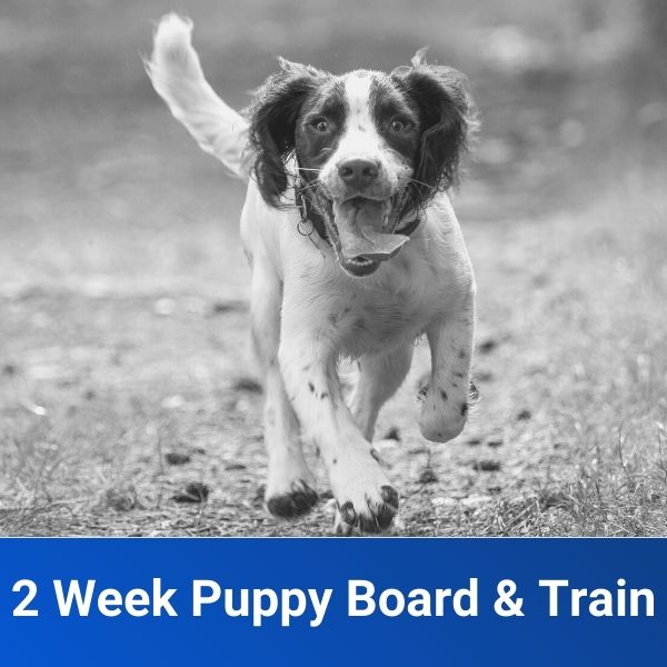 2Week Puppy Board and Train Package Off Leash K9 Training of